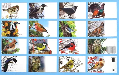 Перелетные птицы картинки для детей (Множество фото) - drawpics.ru
