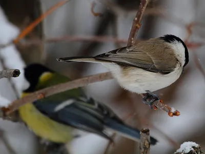 Зимующие птицы чувашии фото фотографии