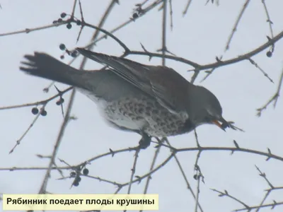 Жизнь дроздов в зимнее время на Куршской косе | Куршская Коса -  национальный парк