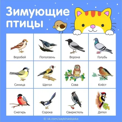 Зимующие птицы россии фото фотографии
