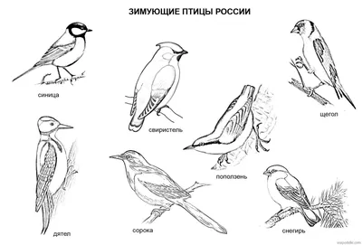 Самые редкие и красивые зимние птицы России | Vell | Дзен