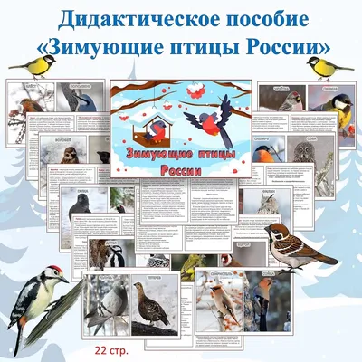 Иллюстрация 16 из 22 для Карточки Зимующие птицы России | Лабиринт - книги.  Источник: Степанова Елена