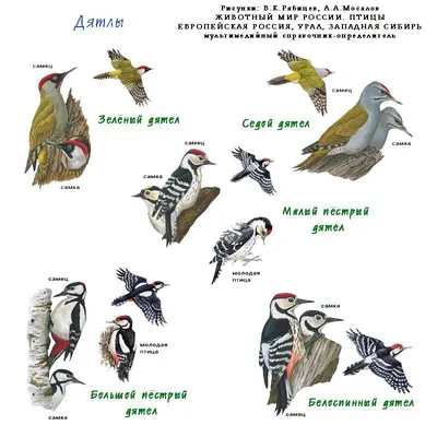 птицы которые зимуют в россии - Школьные Знания.com