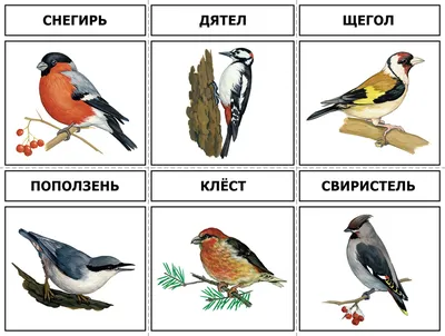 Зимующие птицы Москвы и Подмосковья: как и чем можно их кормить - Советы -  РИАМО в Люберцах