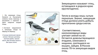 Иллюстрация 21 из 22 для Карточки Зимующие птицы России | Лабиринт - книги.  Источник: Irina Vladimirovna