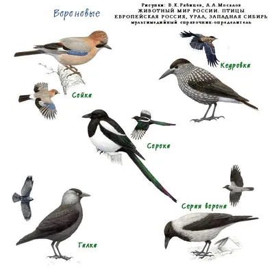 Лэпбук “Перелетные и зимующие птицы России” – Психологическое зеркало и  тИГРотека