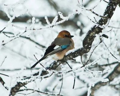 Программа проектной деятельности «Зимующие птицы Сибирского края»