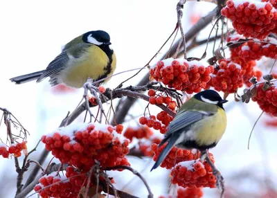 Зимующие птицы - 69 фото
