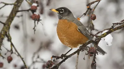 Птицы сибири зимой (60 фото) »
