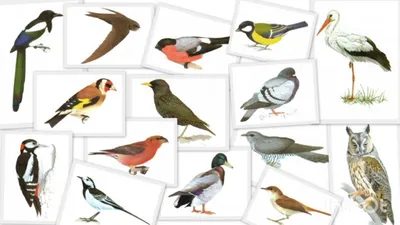 Зимующие птицы раскраска - 56 фото