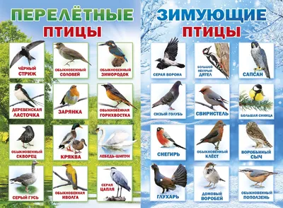Перелетные птицы сибири - 70 фото