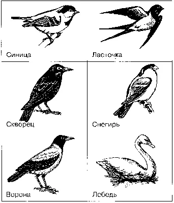 Горихвостка-чернушка — Википедия