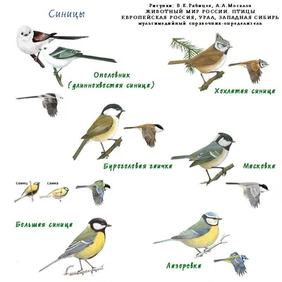 Раскраска зимующие птицы - 61 фото