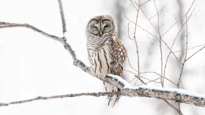 городские птицы | Wild Nature Photo