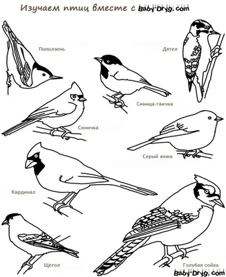 Раскраска Зимующие птицы распечатать бесплатно