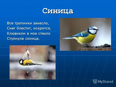 Презентация + \"Зимующие птицы\".