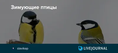 Маскированная трясогузка – первая регистрация вида в Башкирии - Атлас птиц  Уфы