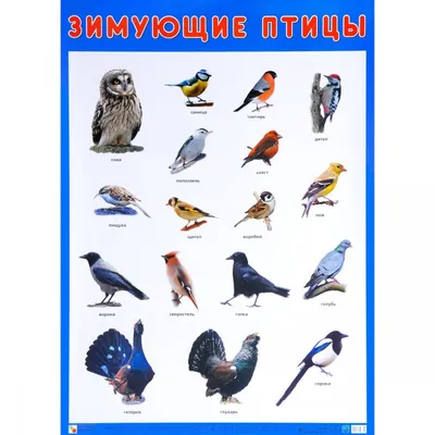 Birds of Russia and Crimea | Птицы России и Крыма's Journal · iNaturalist