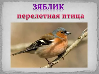 Птицы Среднего Поволжья - 2020 - Ульяновский ФОРУМ любителей рыбалки