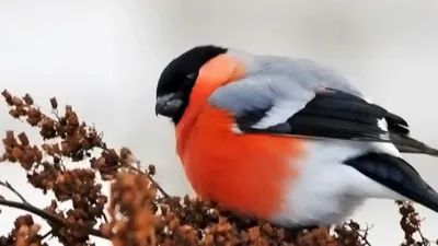 Птицы Ульяновской области - YouTube