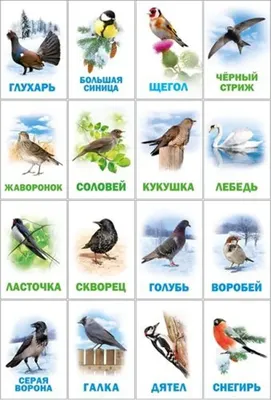 Птицы Томской области - презентация онлайн