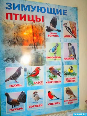 Белгородские птицы - картинки и фото poknok.art