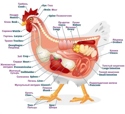 Это должен знать каждый птицевод. Физиология и анатомия птиц. | Дед ЧТП -  РУССКОЕ ХОЗЯЙСТВО. | Дзен