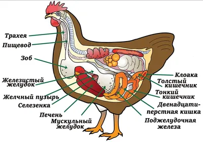 SOS!!! Перерастянут зоб у птенца. Плохо усваивается пища - Основной раздел  - Форумы Mybirds.ru - все о птицах