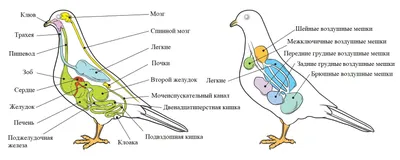 Биология – 7