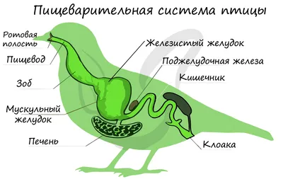 Воспаление зоба у попугая: симптомы, лечение