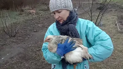 Класс птицы, подготовка к ЕГЭ по биологии