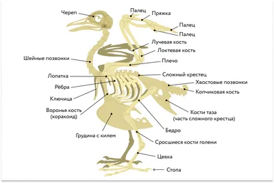 Утиный зоб для собак Гордость Охотника