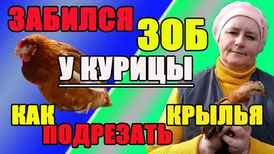 Особенности внутреннего строения птиц в связи с ПОЛЁТОМ. Птицы -  теплокровные высокоорганизованные животные,.. | ВКонтакте