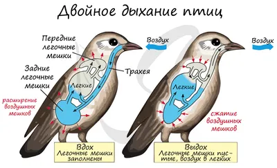 Зоб (часть пищевода) — Циклопедия