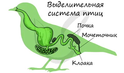 попугаи не проталкивают еду в зоб и не прочищают его, а обычное зеван... |  TikTok