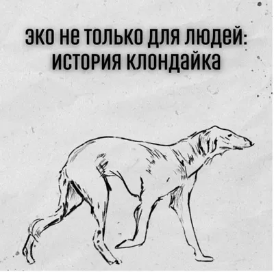 Зобы у собак на фоне природы: прекрасные обои для рабочего стола