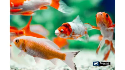 Золотая рыбка Риукин Красный (Ryukin Goldfish) купить недорого в Москве |  Амигофиш