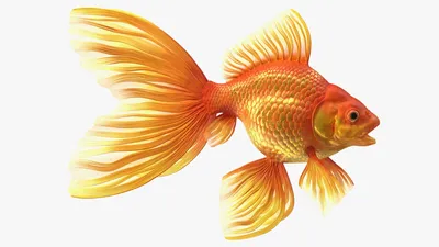 Золотая рыбка Комета (Comet Goldfish) 3 | Фотография