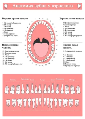 ᐉ Как устроены наши зубы ⏩⏩⏩ Важные анатомические особенности