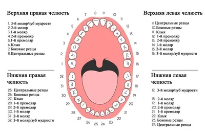 Нумерация зубов в стоматологии – схема, порядок (номера) зубов