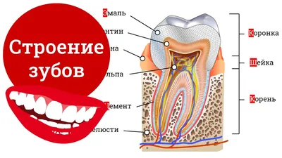 Текстурированные зубы человека 3D Модель $25 - .c4d .3ds .dxf .fbx .obj  .unknown - Free3D