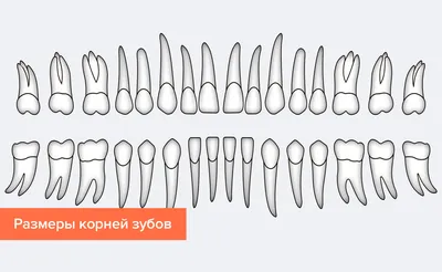 Зубы человека - 3D-сцены - Цифровое образование и обучение Мozaik