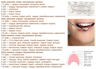 ᐉ Какого размера должны быть зубы ⏩⏩⏩ Норма и отклонение
