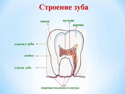 Психосоматика - связь между Родом и зубами | Сайт психологов b17.ru | Дзен