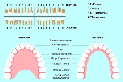 Строение зуба человека