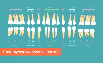 Зуб человека десны новости, другие, другие, человек, десны png | PNGWing