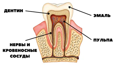 Зубы человека. Анатомия, строение, функции.