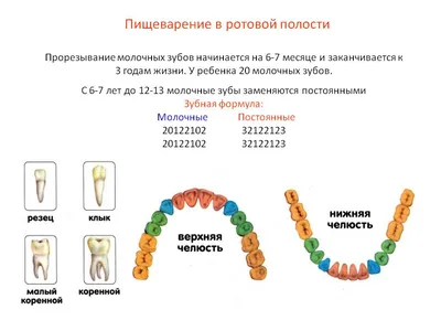 Виниры у мужчин и после 60 лет делают их улыбку брутальной – Немецкий  имплантологический центр, Москва