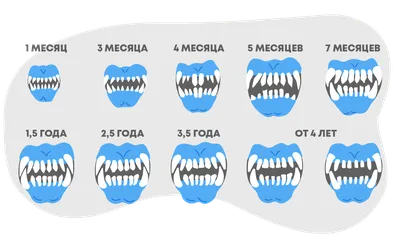 Фото зубов собаки: изображения в формате jpg